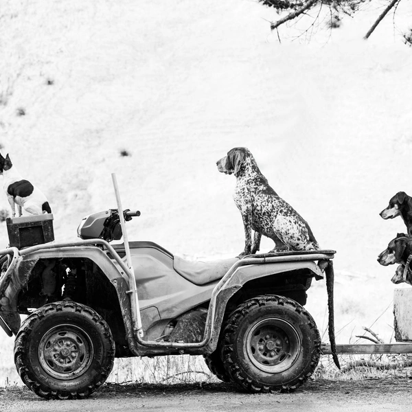 Победитель в номинации «Документальное фото» | Источник: Rebecca Williams / Dog Photography Awards 2025