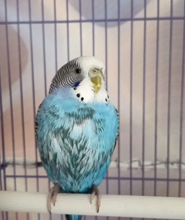 Он просто умилительный | Источник: Читатель NGS24.RU