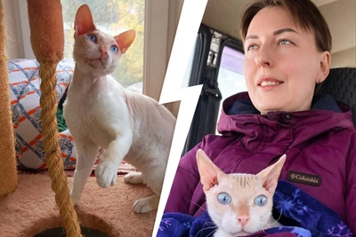 Сфинкс Мистер Босли снова ищет дом