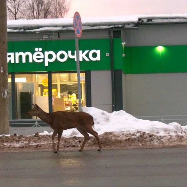 Источник: Павел Глазков / «Каждой твари по паре»