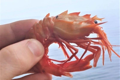 Морской дракон Охотского моря: сезон добычи редкого рака завершен