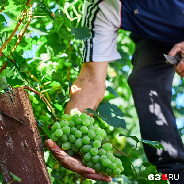 Источник: Роман Данилкин / 63.RU