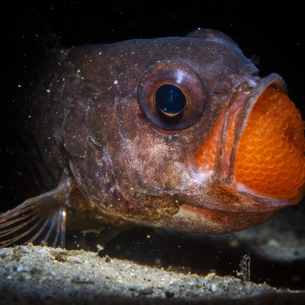 Финалист в номинации «Дикая природа» | Источник: Daniel Sly / Ocean Photographer of the Year 2025