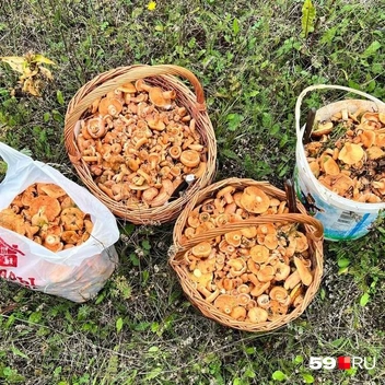 Рыжики, по корзинкам! | Источник: Евгений, читатель 59.RU