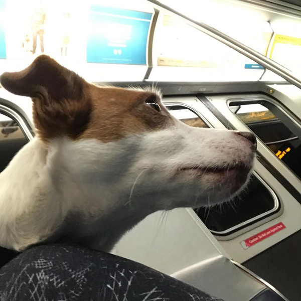 В метро Нью-Йорка собак разрешено провозить только в сумках