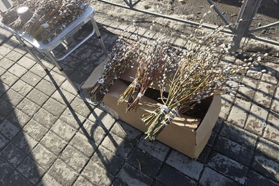 В Новосибирске у метро «Золотая Нива» продают вербу