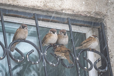 18 января в Приморье потеплеет, но гололед сохранится