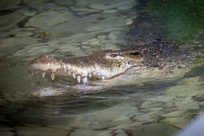 Реку с крокодилами признали пригодной для соревнований по гребле на Олимпиаде-2032 | Источник: Владислав Лоншаков / E1.RU