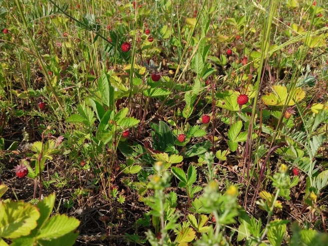 Скоро земляника поспеет и в лесу  | Источник: Дары лесов Урала. Грибы Екатеринбурга и области / Vk.com 