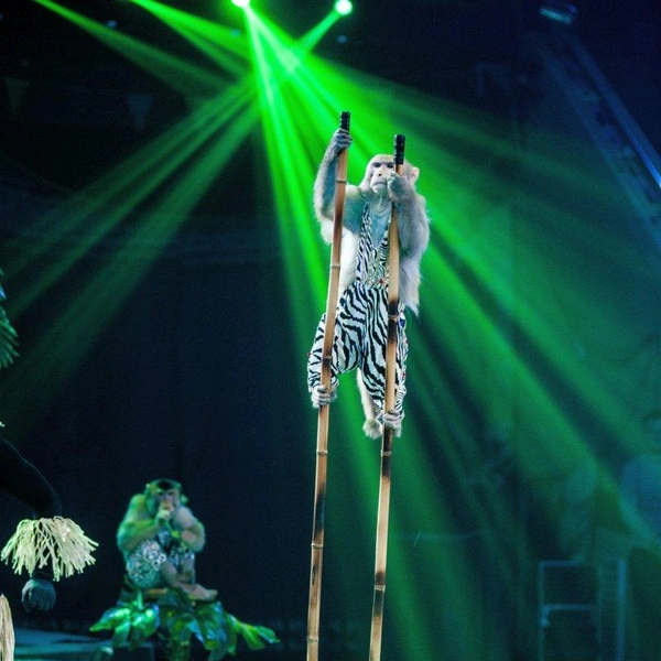 Источник: Рязанский государственный цирк