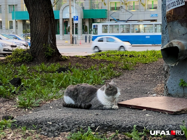Самое балдёжное время для котов | Источник: Андрей Бирюков / UFA1.RU