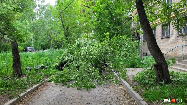 По городу десятки поломанных деревьев | Источник: читатель E1.RU