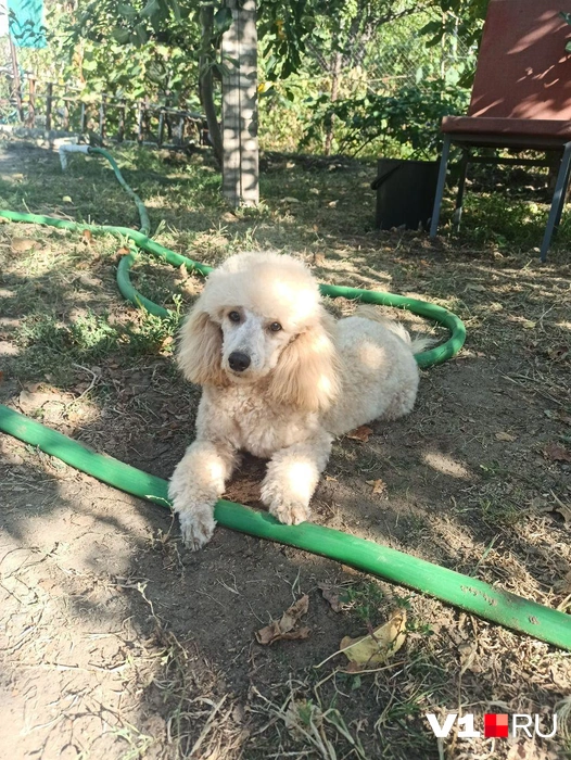 Еще одна красотка с шикарной прической | Источник: читатели V1.RU