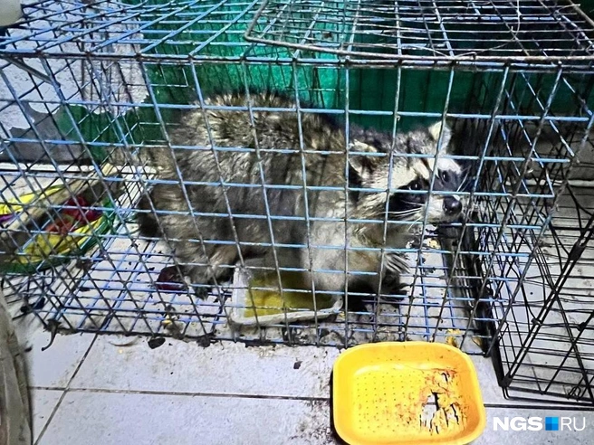 Счастливыми в таких тесных вольерах с процарапанными насквозь мисками еноты действительно не выглядят | Источник: Настасья Медведева / NGS.RU