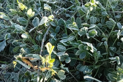 В Новосибирской области ночью до -4,4 °C