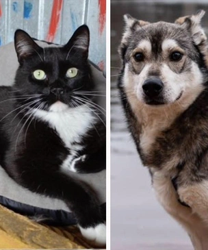 Котопёс недели: возьмите из приюта пса-волчонка Фьорда или кота-кабачка Патиссона