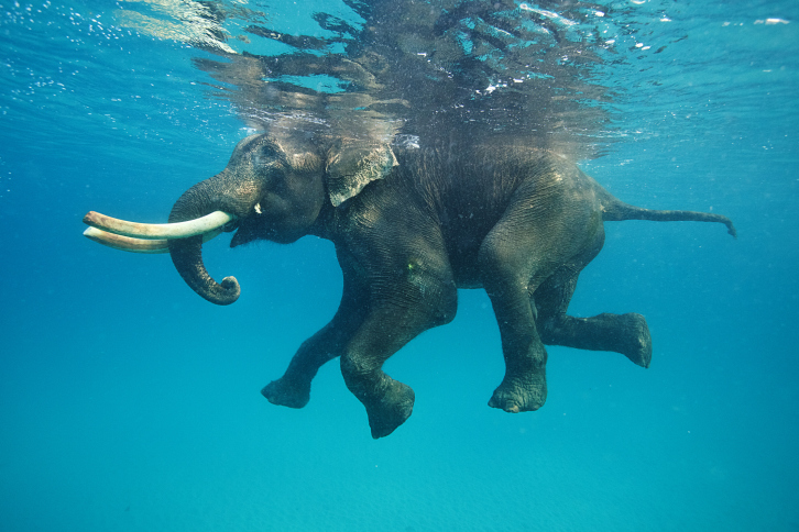 Плавающий слон