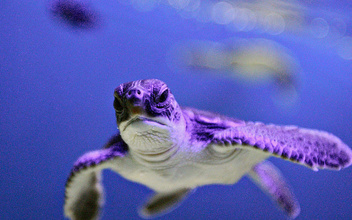 Галерея: 12 фактов о морских черепахах