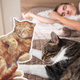 А вы и не знали: почему кошки на самом деле так много спят