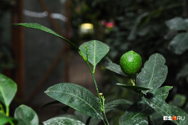 Ольга Баян говорит, что авокадо — это настоящая биохимическая сокровищница: в нем больше калия, чем в банане | Источник: Артём Устюжанин / E1.RU