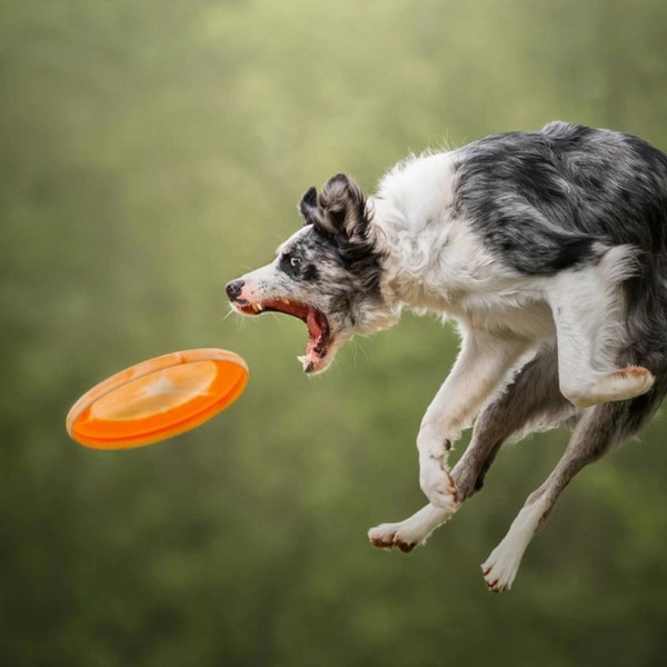 Финалист в номинации «В движении» | Источник: Grace Fieselman / Dog Photography Awards 2025