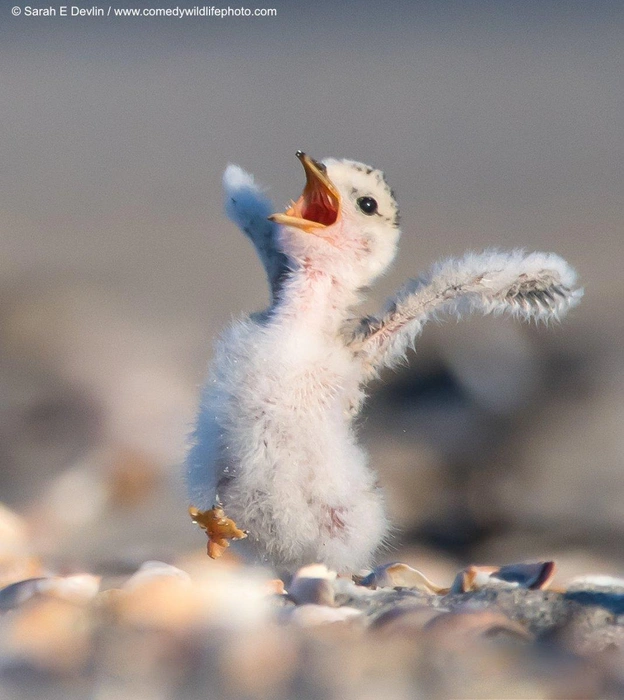 Источник: Sarah E. Devlin / Comedy Wildlife Photography Awards