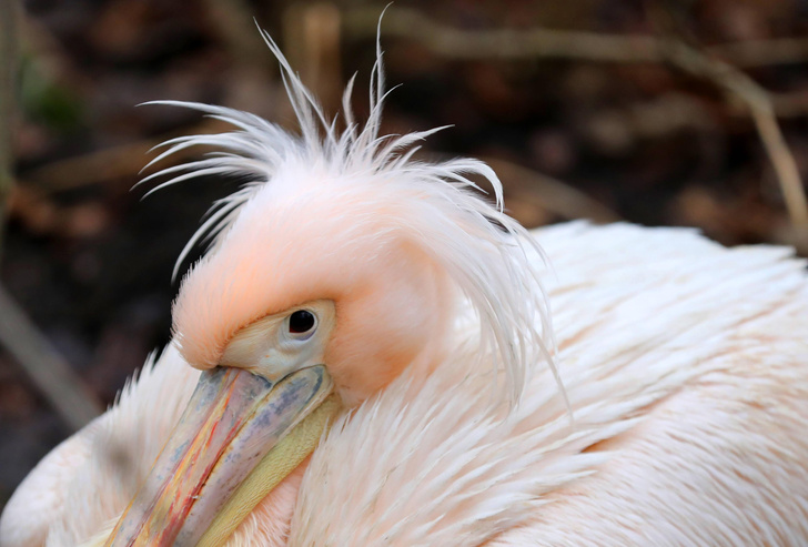 «Баба» с веслом: как живут пеликаны — птицы с самым большим в мире клювом