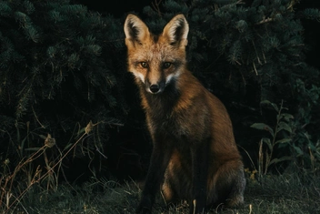 Мини-тест: Выберите трех животных и узнайте, какой у вас психологический архетип