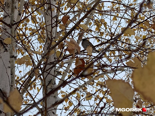 Или еще немного побалует нас? | Источник: читатель MGORSK.RU