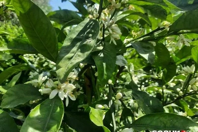 Капремонт павильона сада «Дерево Дружбы» оценили в 450 млн рублей