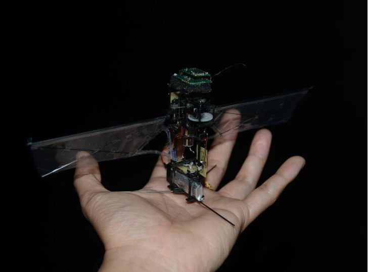 Корейцы сделали робота, который копирует полет жука