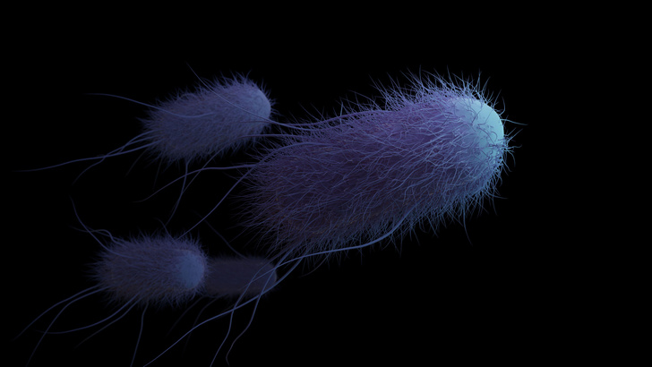 Из какого языка происходит слово «бактерия»?