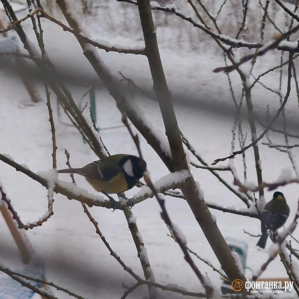 Источник: читатель «Фонтанки»