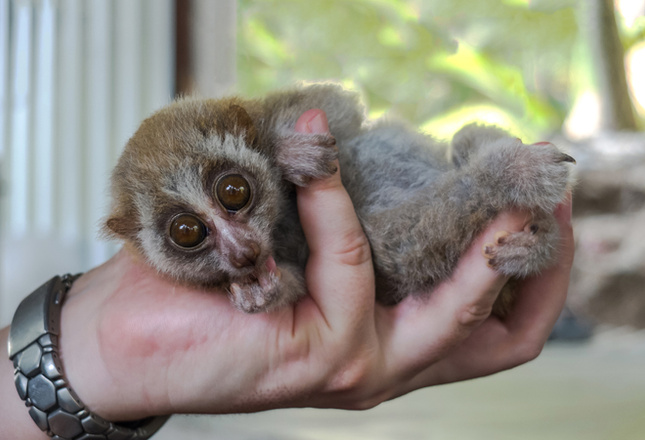 Самые милые животные фото