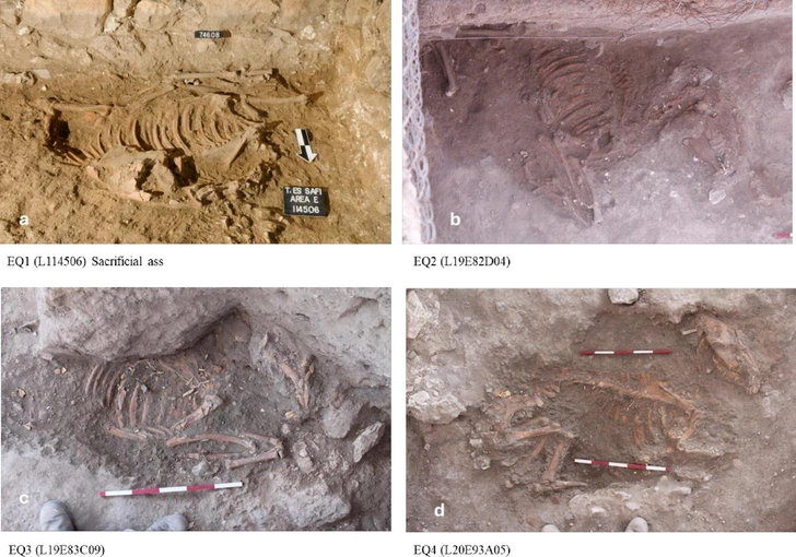 Четыре захоронения ослов, обследованные археологами | Источник: Arnold et al., 2025, PLOS One, CC-BY 4.0