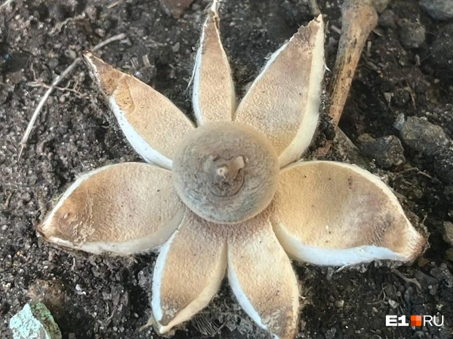 Многие могут даже не увидеть в этой звезде гриб | Источник: читательница E1.RU