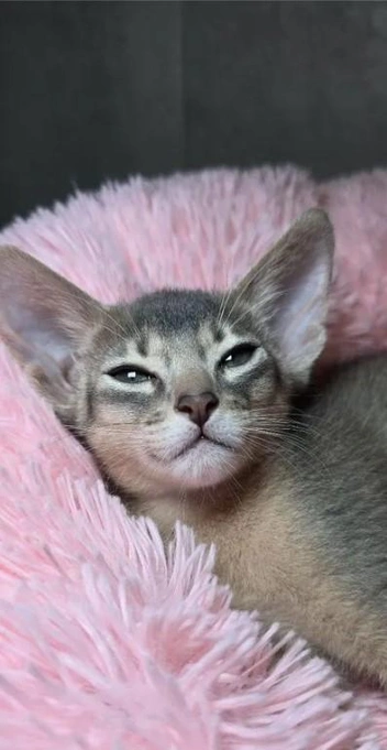 Ему тоже 2,5 месяца | Источник: Avito