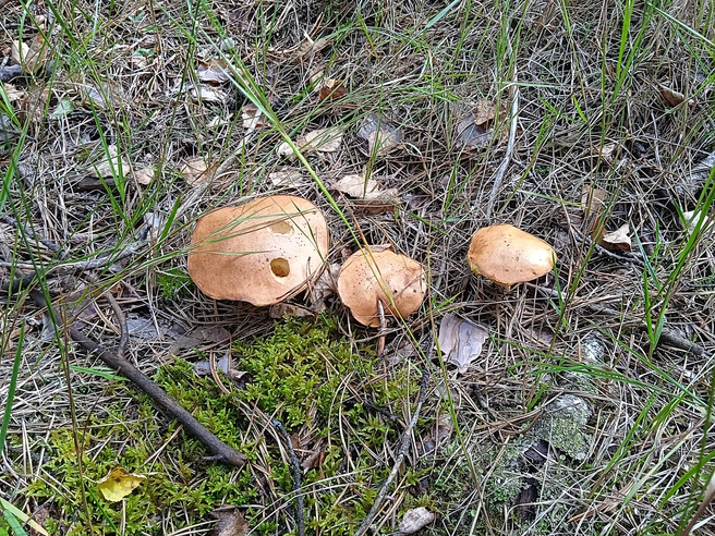 Лучшие места для тихой охоты — сосновый и березовый леса | Источник: Дмитрий Сильнов / 173.RU