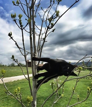 Фотографии котов, обманувших гравитацию