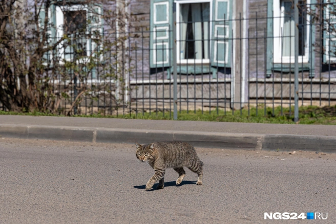 Кот прогуливается по пока еще Сухобузимскому району | Источник: Мария Ленц / NGS24.RU