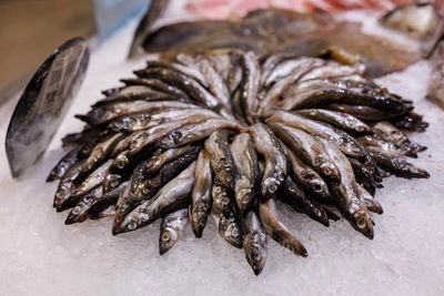 Ученые прогнозируют снижение вылова мойвы в России