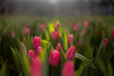 Политики Иркутской области поздравили женщин с 8 Марта