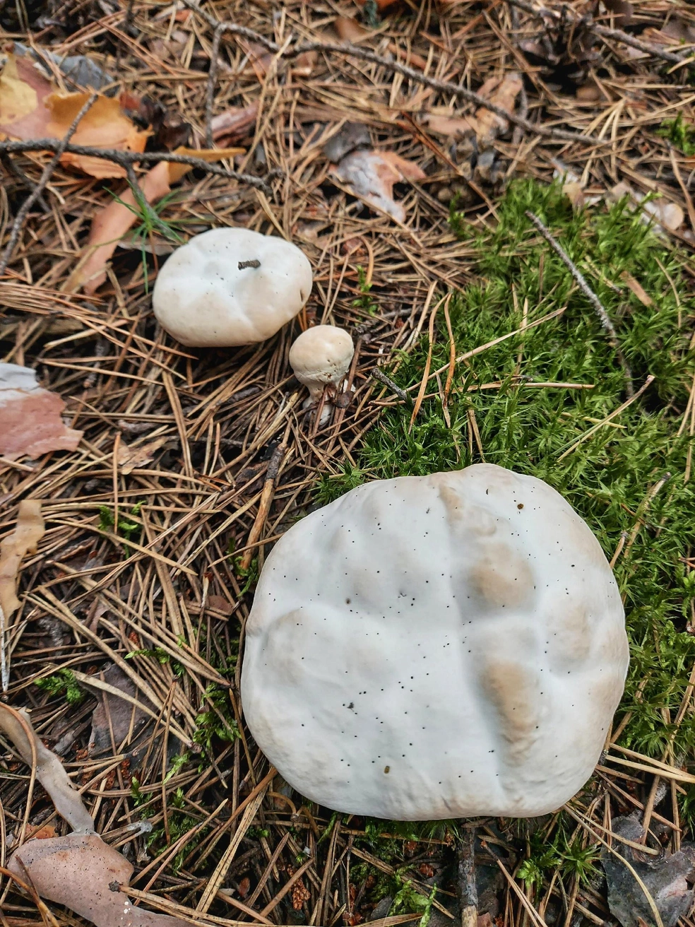 Ни один из этих грибов не съедобен | Источник: Кристина Редикульцева