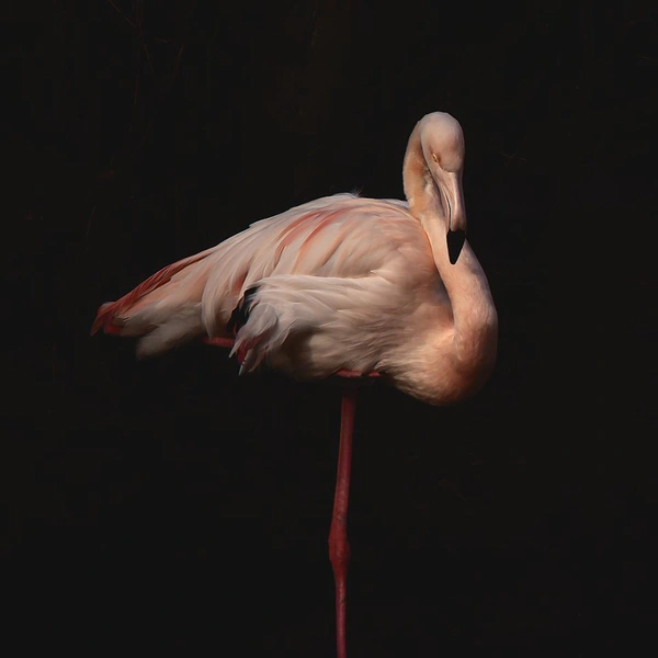 Источник: Alain Mouton / Fine Art Photography Awards 2025
