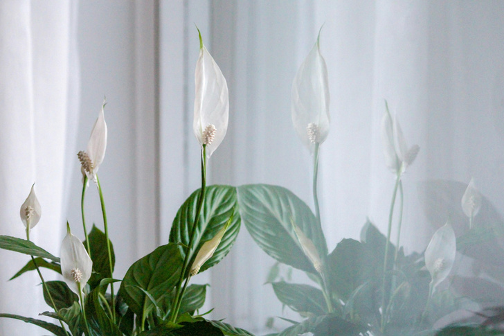 Цветы против плесени: 4 растения для квартир с высокой влажностью