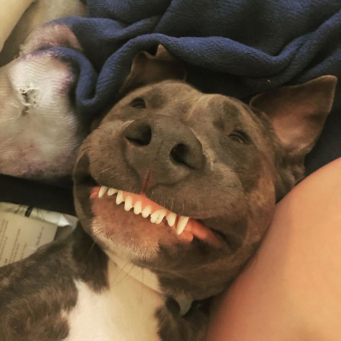 17 забавных фотографий собак, показывающих зубы | MAXIM