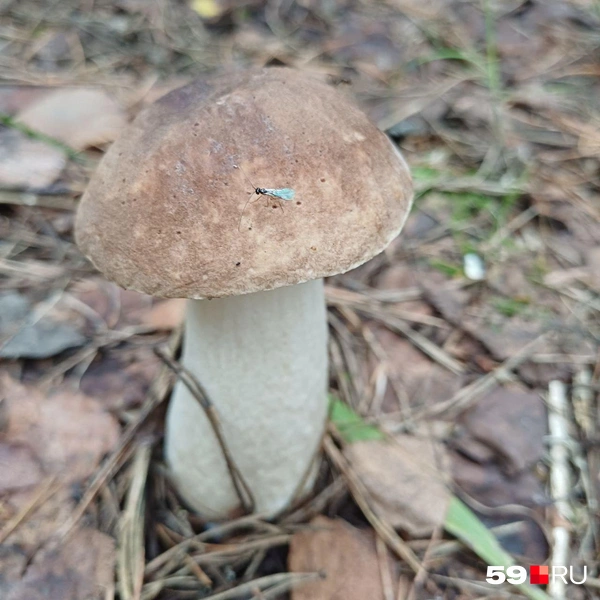 Милашка, даже муха не смогла пролететь мимо  | Источник: Лариса, читатель 59.RU