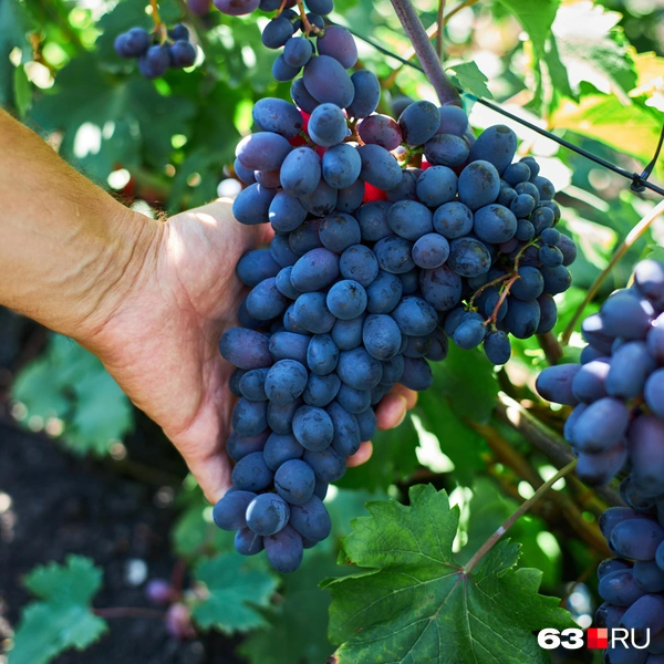 Источник: Роман Данилкин / 63.RU