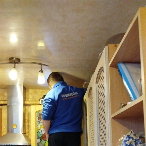 Источник: КОШКИСПАС. Спасение животных