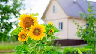 Создаем красивый дизайн участка своими руками